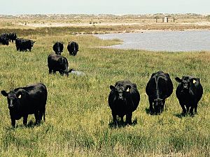 Wagyu Bulls on Hindmarsh Island