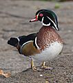 Wood Duck