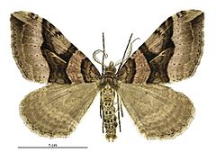 Xanthorhoe semifissata male.jpg