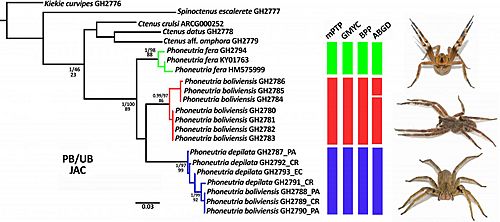 258531 web Phoneutria tree