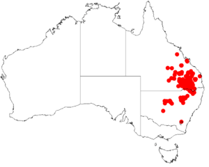 Acacia burrowiiDistMap143.png