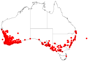 Acacia salignaDistMap789.png