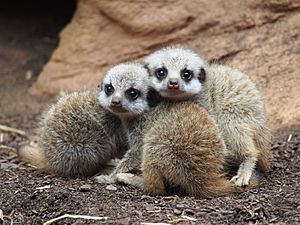 Baby Meerkats