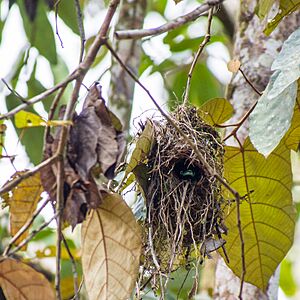 Black-and-yellow Broadbill at Nest (13970628227)