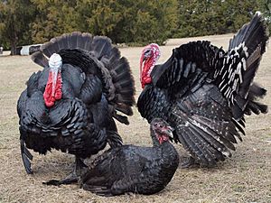 Black Spanish toms and hen