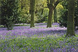 Bluebells in Winkworth