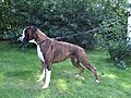 Brindle boxer female