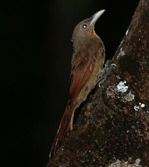 Buff-throated Woodcreeper