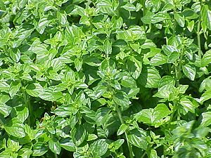 Calamintha nepeta nepeta0.jpg