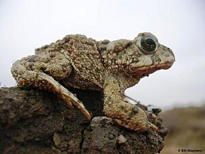 California toad - Anaxyrus boreas halophilus.jpg