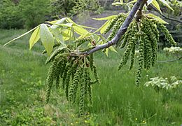 Carya myristiciformis