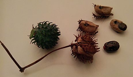 Castor oil plant seeds