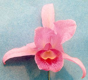 Cattleya bowringiana.jpg