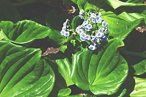 Chatham islands forgetmenot