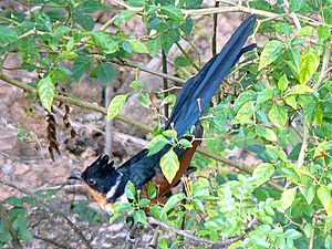 Chestnut-Winged Cuckoo-1