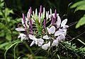 Cleome hassleriana NBG 2 LR