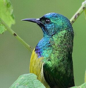 Collared Sunbird (Hedydipna collaris)