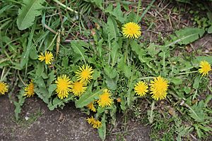 Common dandelion Taraxacum officinale flowers