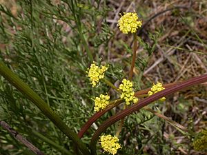 Cook's desert parsley.jpg