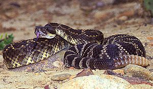 Crotalus viridis helleri.jpg