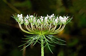 Daucus carota May 2008-1 edit.jpg