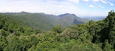 Dorrigo NP.jpg