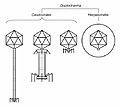 Duplodnaviria virion morphology