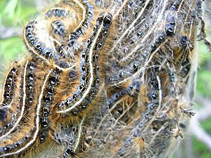 Eastern Tent Caterpillar (tent close)