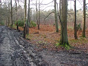 Edgbarrow Woods nature reserve.jpg