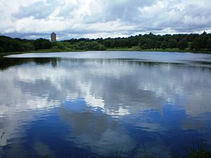 A lake surrounded by trees