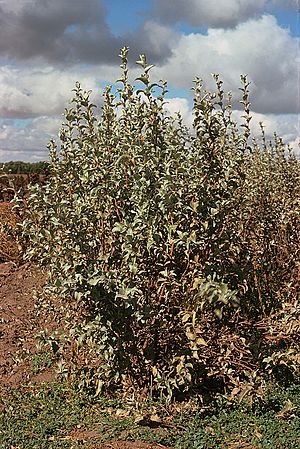 Elaeagnus commutata USDA.jpg