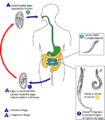 Enterobius vermicularis LifeCycle