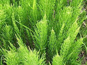 Equisetum arvense foliage.jpg