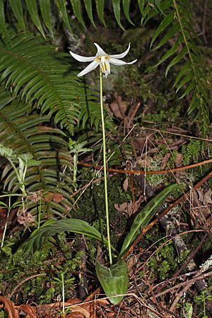 Erythronium oregonum 5581.JPG