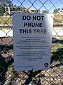 Eucalyptus todtiana - sign