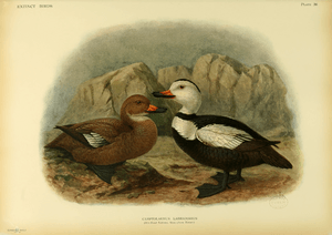 Extinctbirds1907 P36 Camptolaemus labradorius0363.png