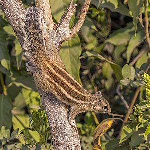 Five-striped palm squirrel (Funambulus pennantii).jpg