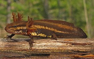 Frosted Flatwoods Salamander