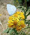 GT Holly Blue on Ragwort picnic meadow