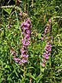 GT Purple Loosestrife