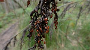 Gahnia grandis seeds