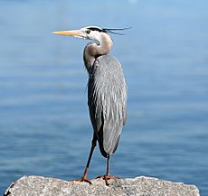 Great Blue Heron On Rock1