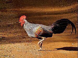 Grey Junglefowl by Samad Kottur