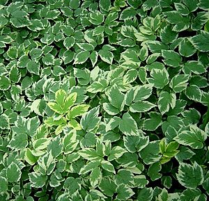 Ground-elder