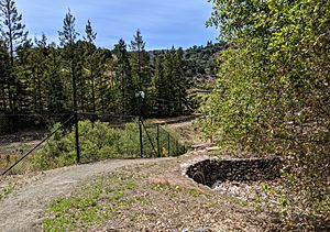 Hale Creek branches