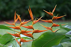 Heliconia latispatha (Starwiz).jpg