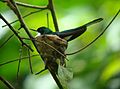 Heliothryx barroti on nest