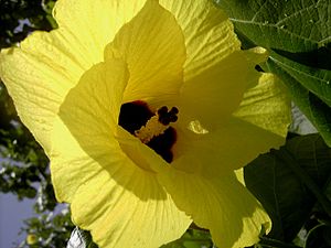 Hibiscus tiliaceus (Dominica)