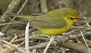 Hooded Warbler f 01