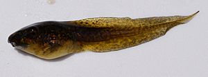 Hyla cinerea tadpole